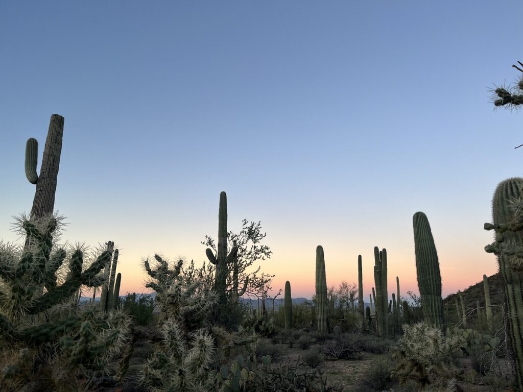 Saguaro National Park West in sunrise