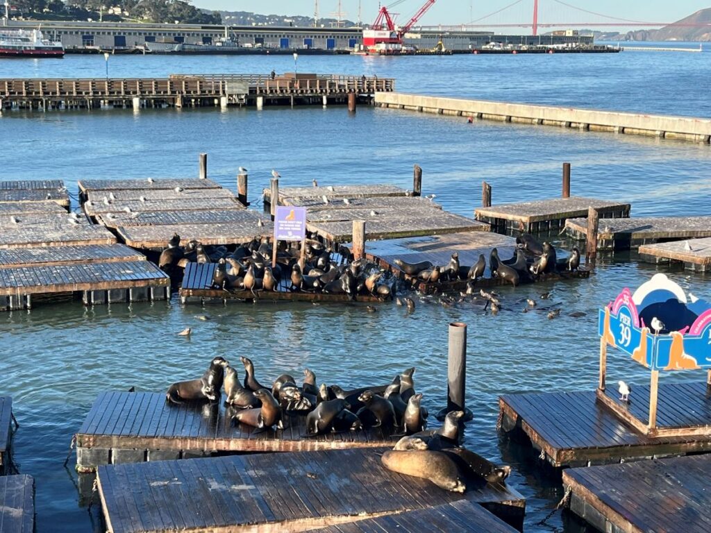 Pier 39 