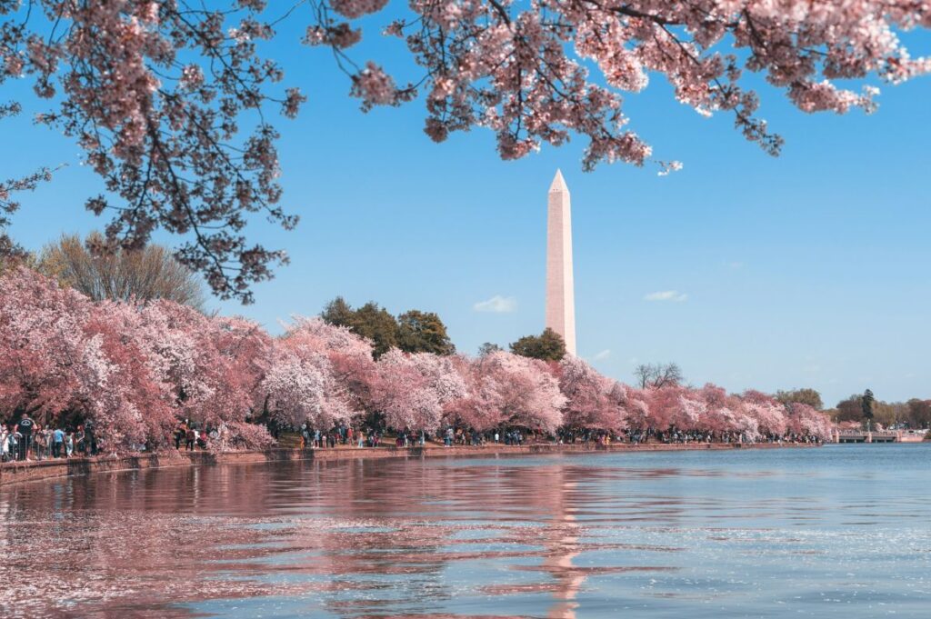 Overlooking the Washington monument from tidal basin in a cherry blossom season
