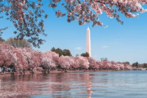 Overlooking the Washington monument from tidal basin in a cherry blossom season